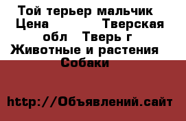 Той терьер мальчик › Цена ­ 7 000 - Тверская обл., Тверь г. Животные и растения » Собаки   
